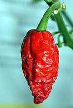 Bhut Jolokia Ghost Pepper