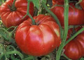 Giant Belgian Pink Heirloom Tomato