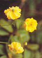 Geum Avens Chiloense Lady Stratheden