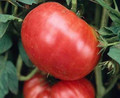 German Pink Tomato