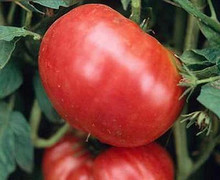 German Pink Tomato