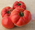 German Giant Heirloom Tomato