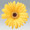 Gerbera Festival Series Golden Yellow Dark Eye