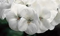 Geranium Zonal Pinto Series White