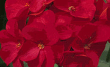 Geranium Zonal Pinto Series Violet