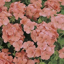 Geranium Zonal Multibloom Series Salmon