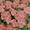 Geranium Zonal Multibloom Series Salmon