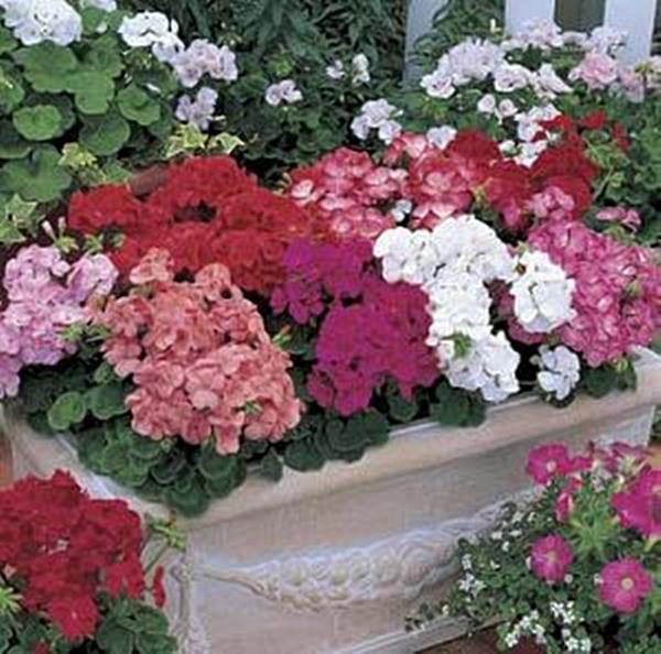 Geranium Zonal Multibloom Series Mix Seeds