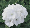 Geranium Zonal Maverick Series White