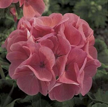 Geranium Zonal Maverick Series Salmon