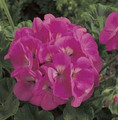 Geranium Zonal Maverick Series Pink