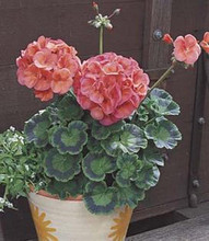 Geranium Zonal Maverick Series Coral