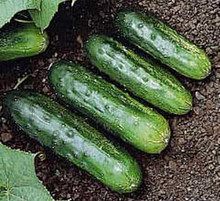 Arkansas Little Leaf Cucumber