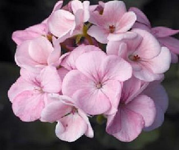 Geranium Zonal Maverick Series Appleblossom Seeds