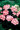 Geranium Zonal Black Velvet Series Rose