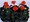 Geranium Zonal Black Velvet Series Red