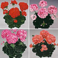 Geranium Zonal Black Velvet Series Mix