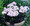 Geranium Zonal Black Velvet Series Appleblossom