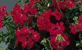 Geranium Ivy Tornado Series Red