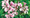 Geranium Ivy Tornado Series Lilac