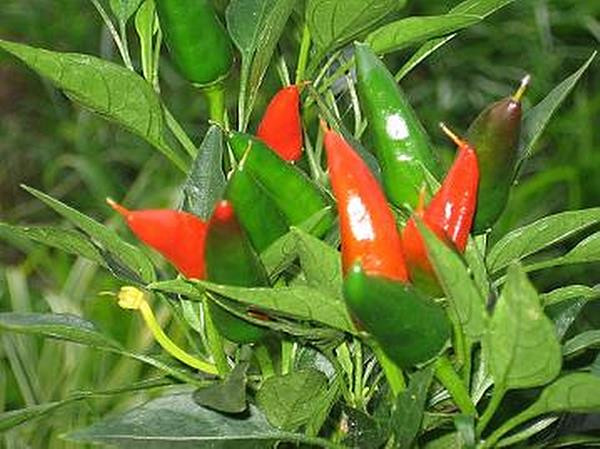 Mirasol Hot Pepper Seeds