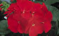 Geranium Zonal Ringo 2000 Series Cardinal Red