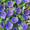 Geranium Bohemicum Orchid Blue
