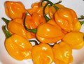 Habanero Yellow Pepper