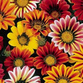 Gazania Sunshine Mix