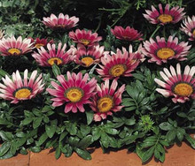 Gazania Kiss Series Rose