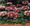 Gazania Kiss Series Rose