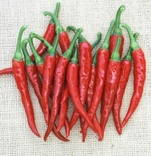 Ring of Fire Hot Pepper