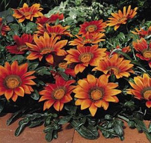 Gazania Kiss Series Bronze