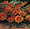 Gazania Kiss Series Bronze