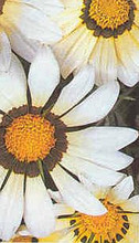 Gazania Daybreak Series White