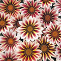 Gazania Daybreak Series Rose Stripe