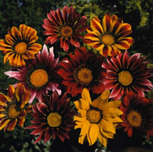 Gazania Chansonette Mix