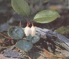 Gaultheria Procumbens Very Berry