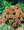 Gaillardia Sundance Bicolor