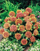 Gaillardia Sundance Bicolor
