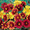 Gaillardia Blanket Flower Aristata Monarch Mix