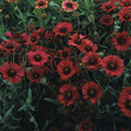 Gaillardia Blanket Flower Aristata Burgundy