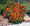Gaillardia Blanket Flower Aristata Arizona Sun