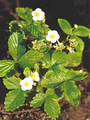 Fragaria Strawberry Indica