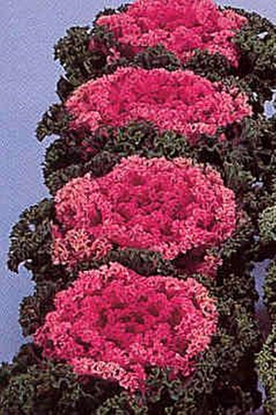 Flowering Kale Nagoya Series Rose Annual Seeds