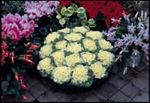 Flowering Kale Nagoya Series White