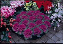 Flowering Kale Nagoya Series Red