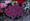 Flowering Kale Nagoya Series Red