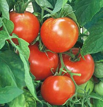 New Yorker Tomato