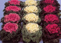 Flowering Kale Nagoya Series Mix